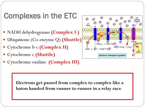 etc cycle ppt|7.2: The Electron Transport Chain (ETC) .